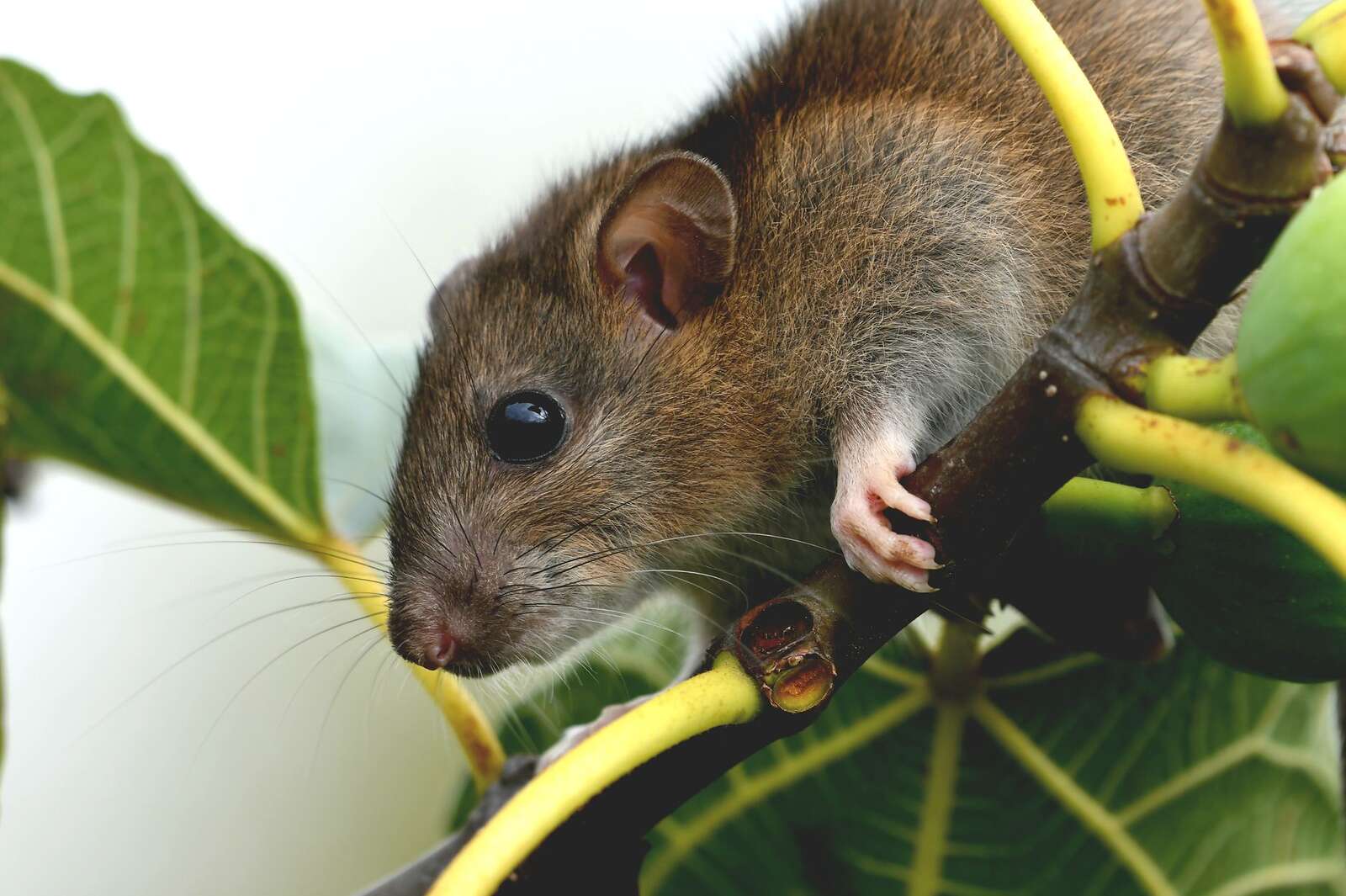A roof rat moving along a branch, the route it takes to a Fort Lauderdale roofline