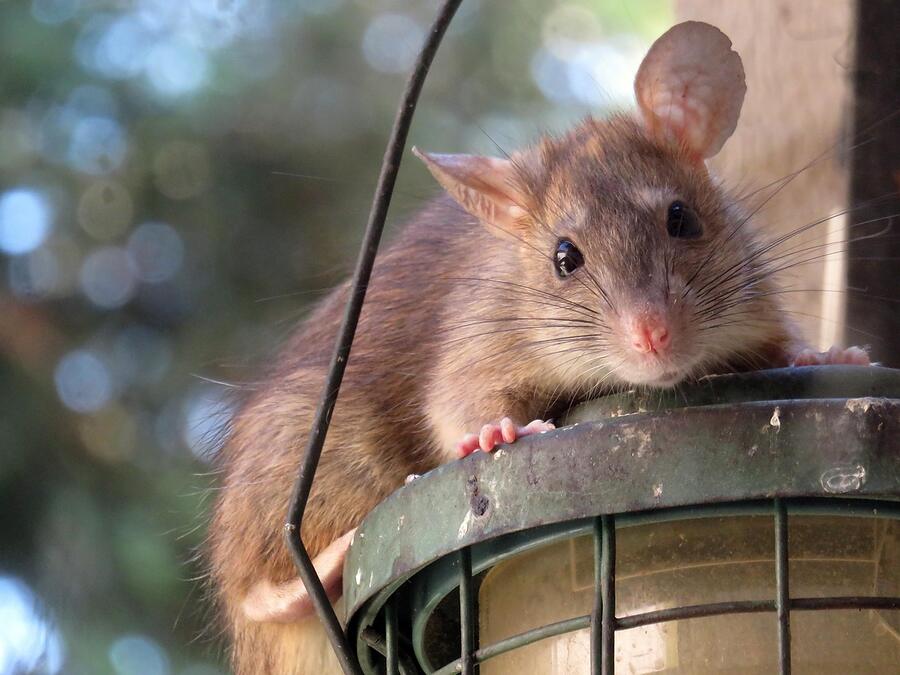 A roof rat climbing a metal pipe, the kind of vertical route it uses to a roofline