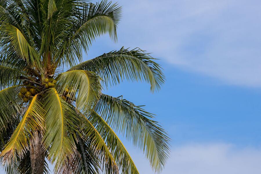 Sea grape and palms growing close to a low roofline near the beach