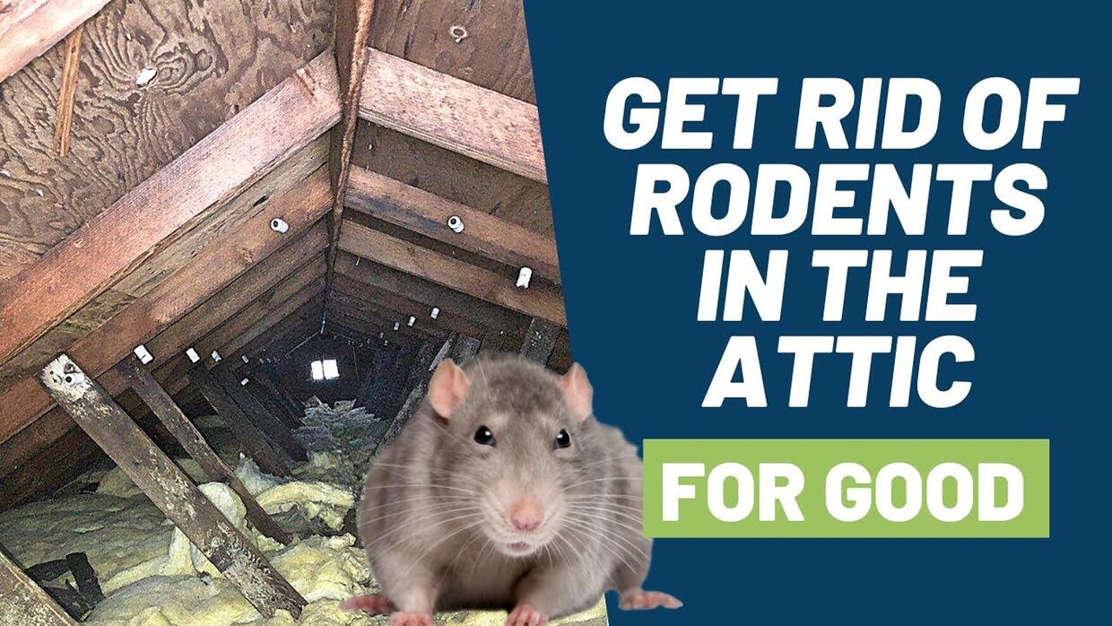 Video preview: 5 Step Solution to Get Rid of Rodents in Your Attic