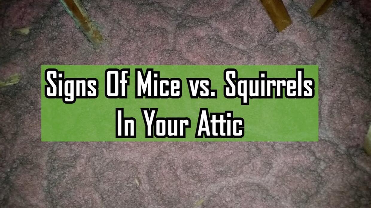 Video preview: Signs of Mice vs. Squirrels In Your Attic