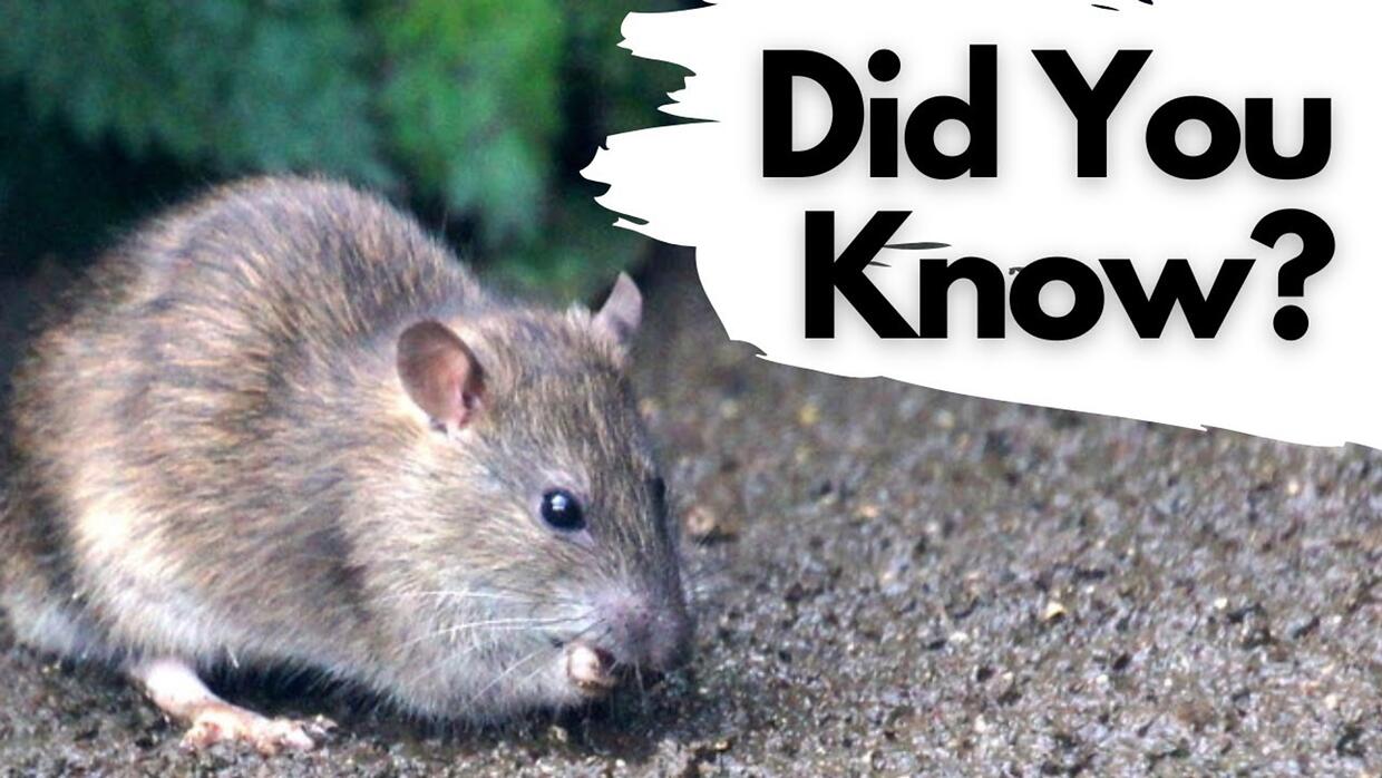 Video preview: Things you need to know about brown rats