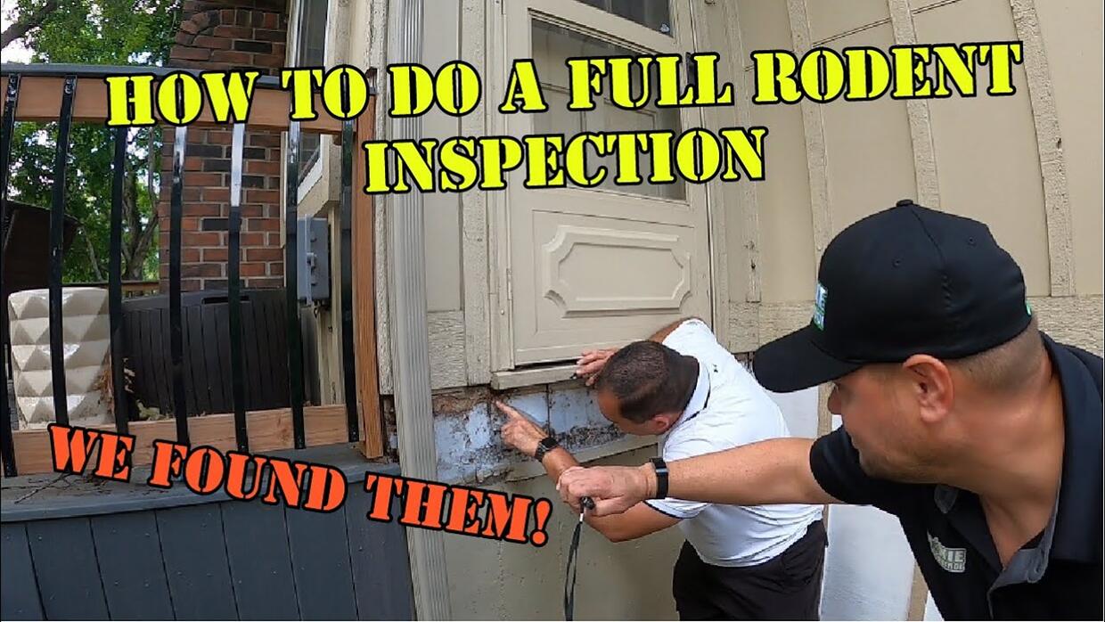 Video preview: How to do a mouse or rat inspection on a home