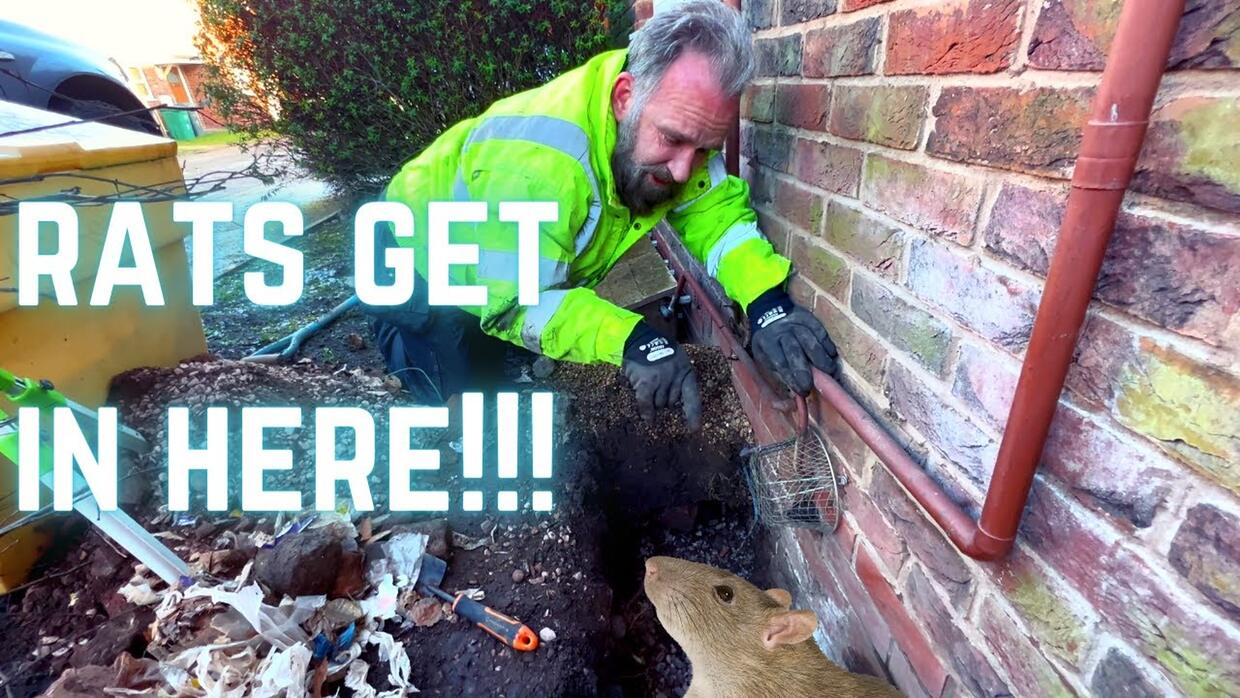 Video preview: RAT holes around your house? How to stop rats burrowing