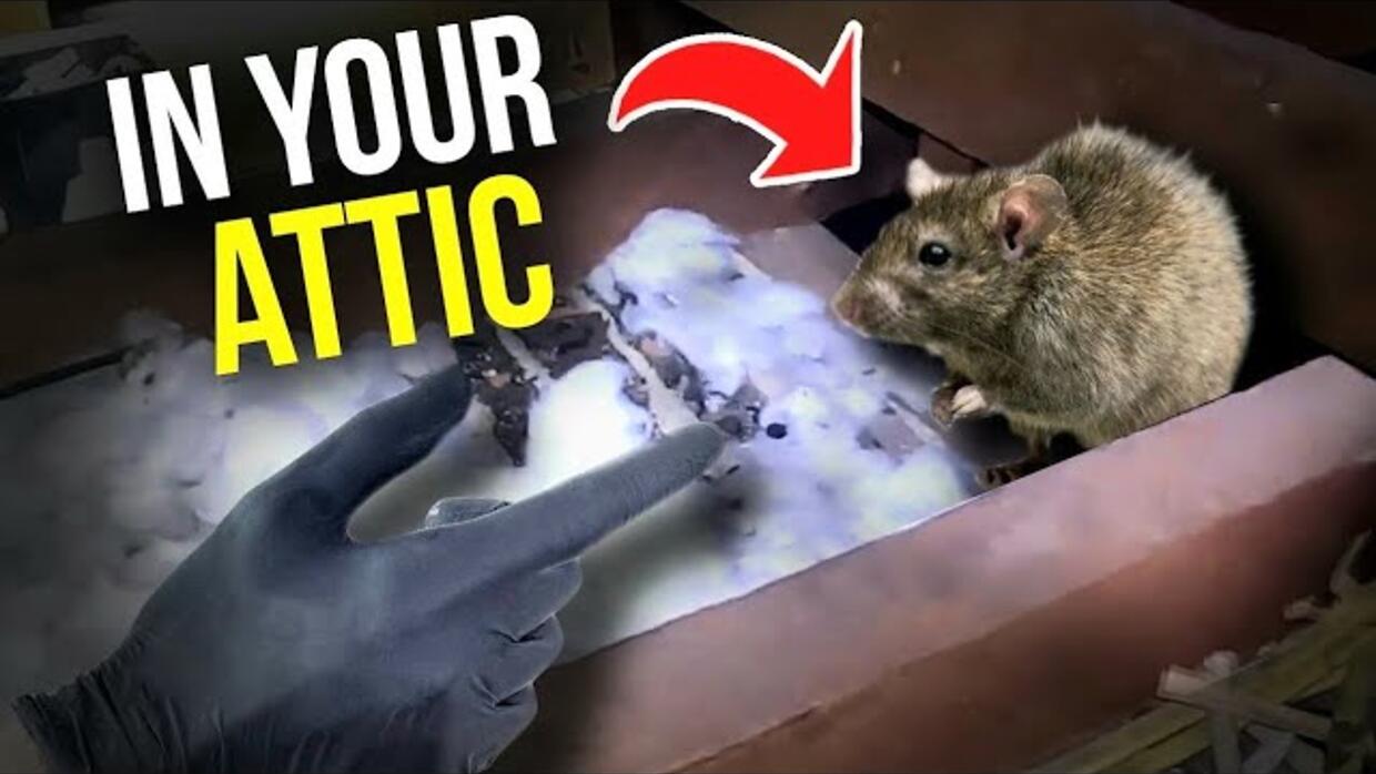 Video preview: Rodents in your ATTIC!? Here's what you do