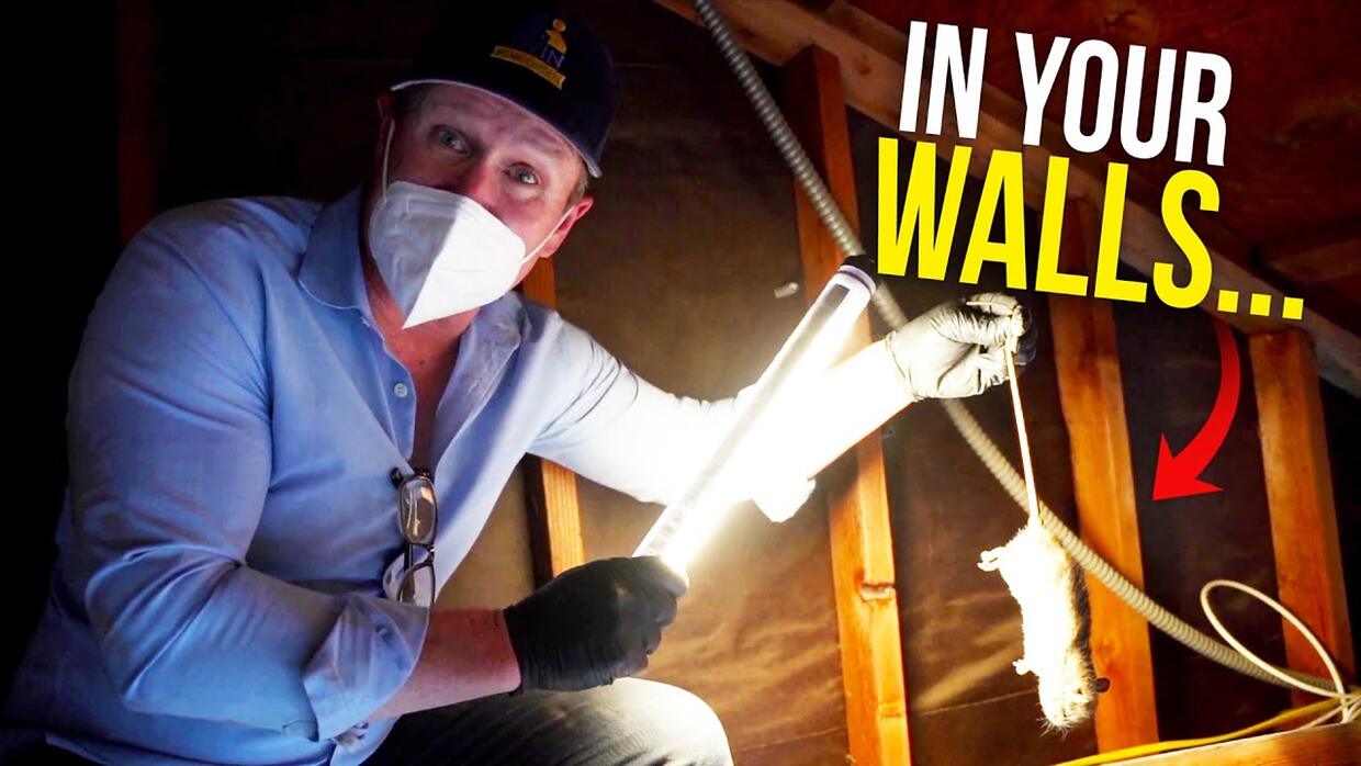 Video preview: Rodents in your walls? Here's what you do